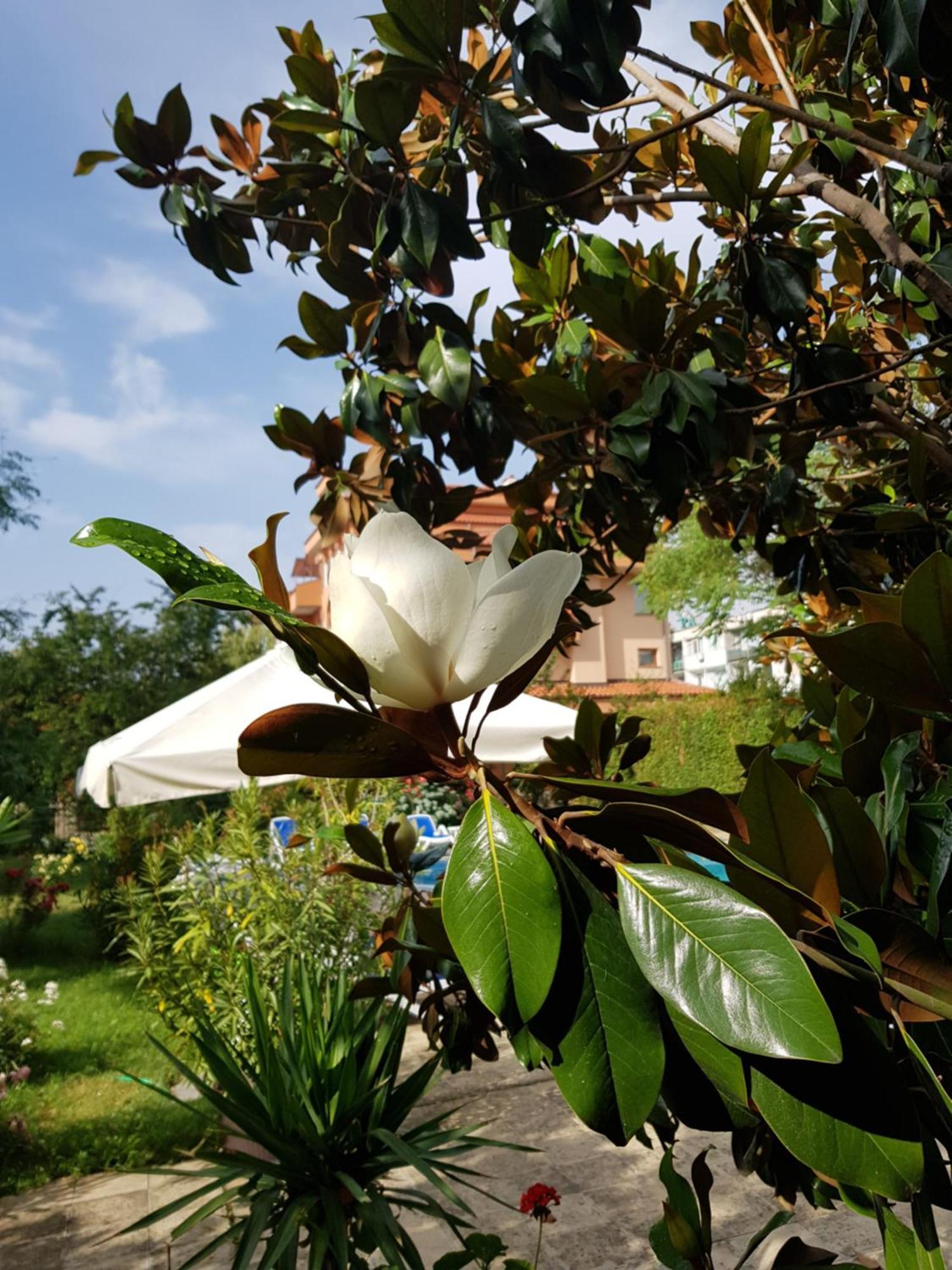 Family Hotel Magnolia Pantai Sunny Bagian luar foto