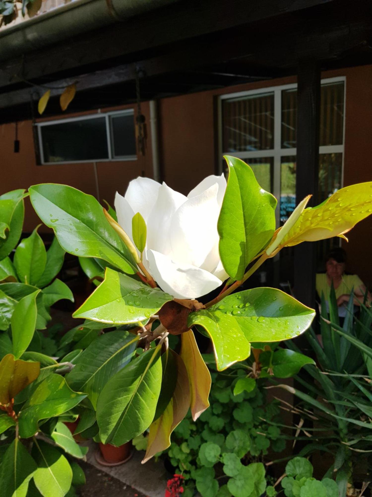 Family Hotel Magnolia Pantai Sunny Bagian luar foto